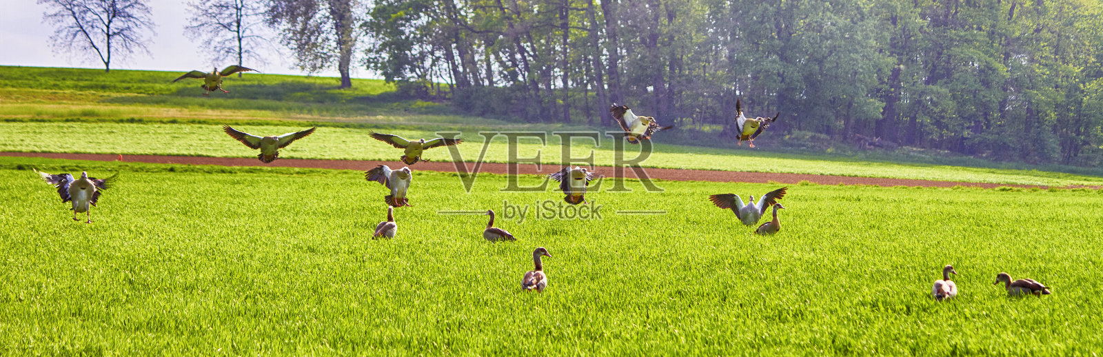 鸭子在草地上降落和行走照片摄影图片