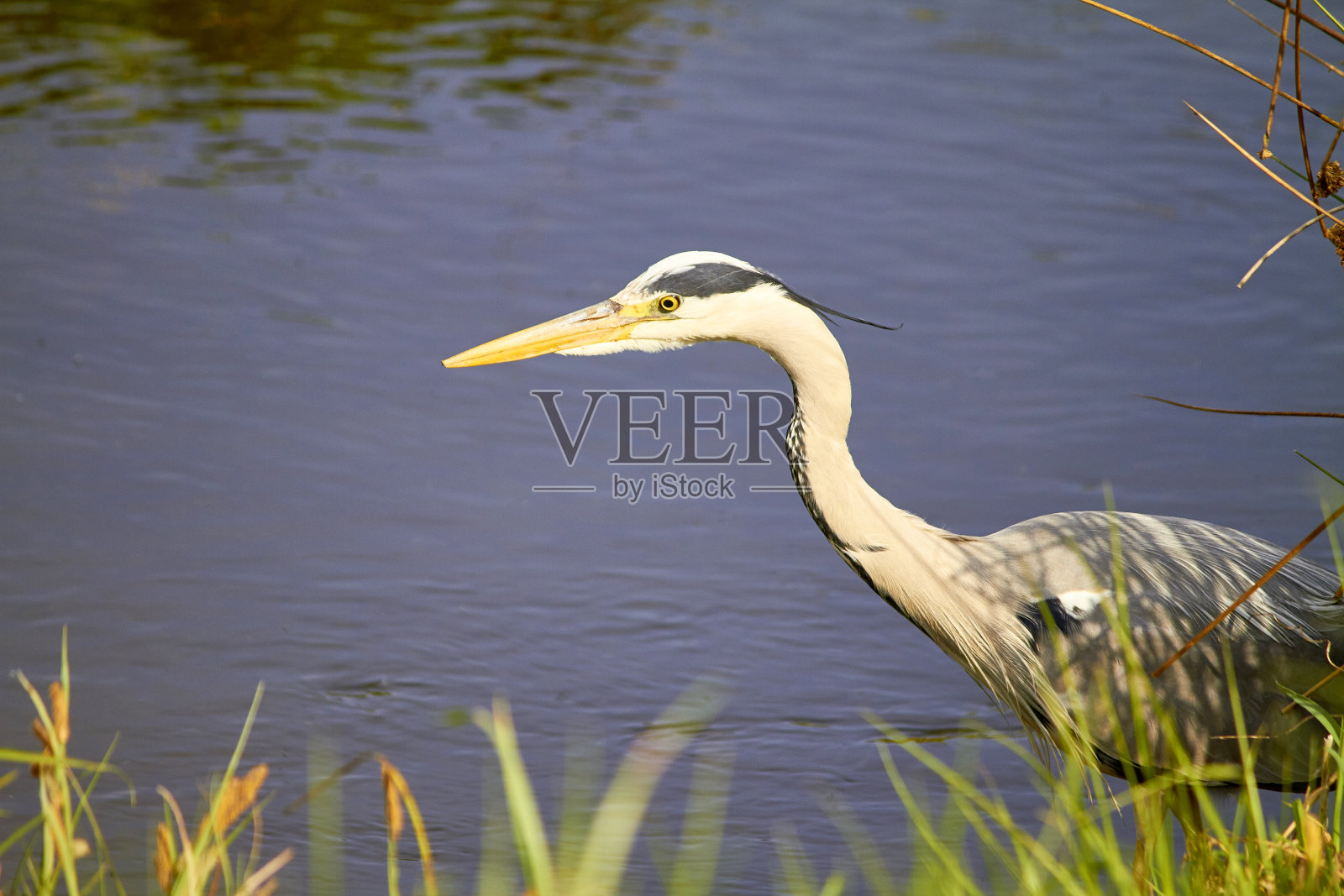 苍鹭临水，侧视照片摄影图片