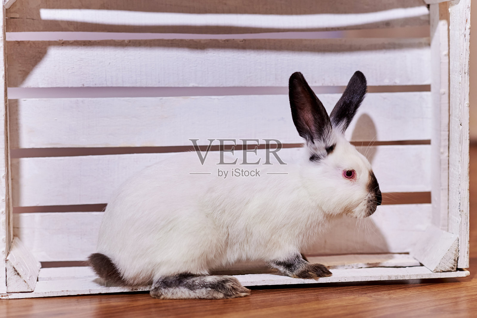 美丽的加州兔品种坐在室内白色木箱照片摄影图片