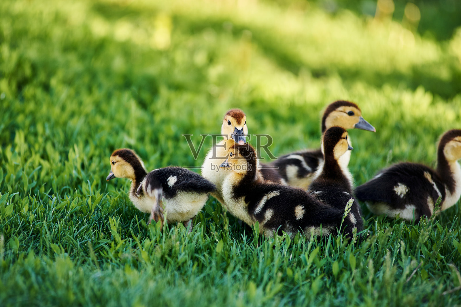 可爱的小鸭子在户外的绿色草地上照片摄影图片