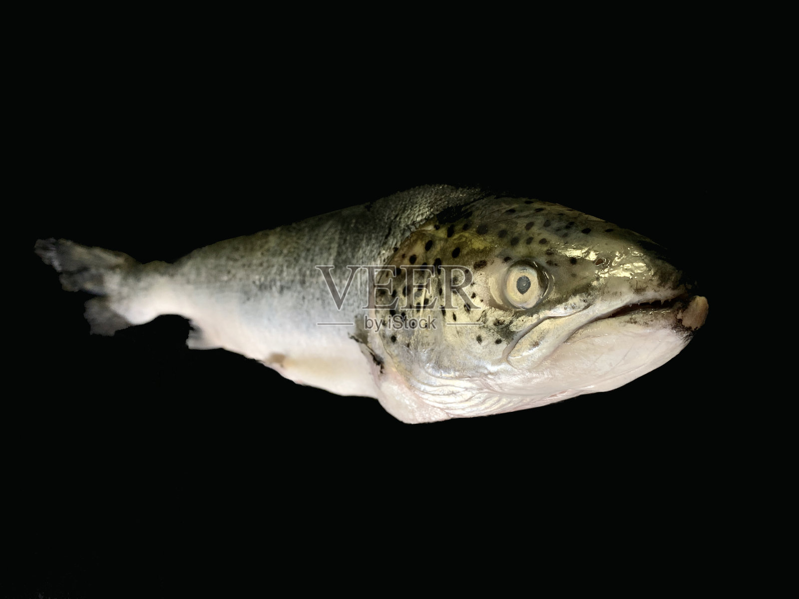 黑色背景上的大马哈鱼。巨大的鳟鱼，近处。有鳍的鱼头。照片摄影图片