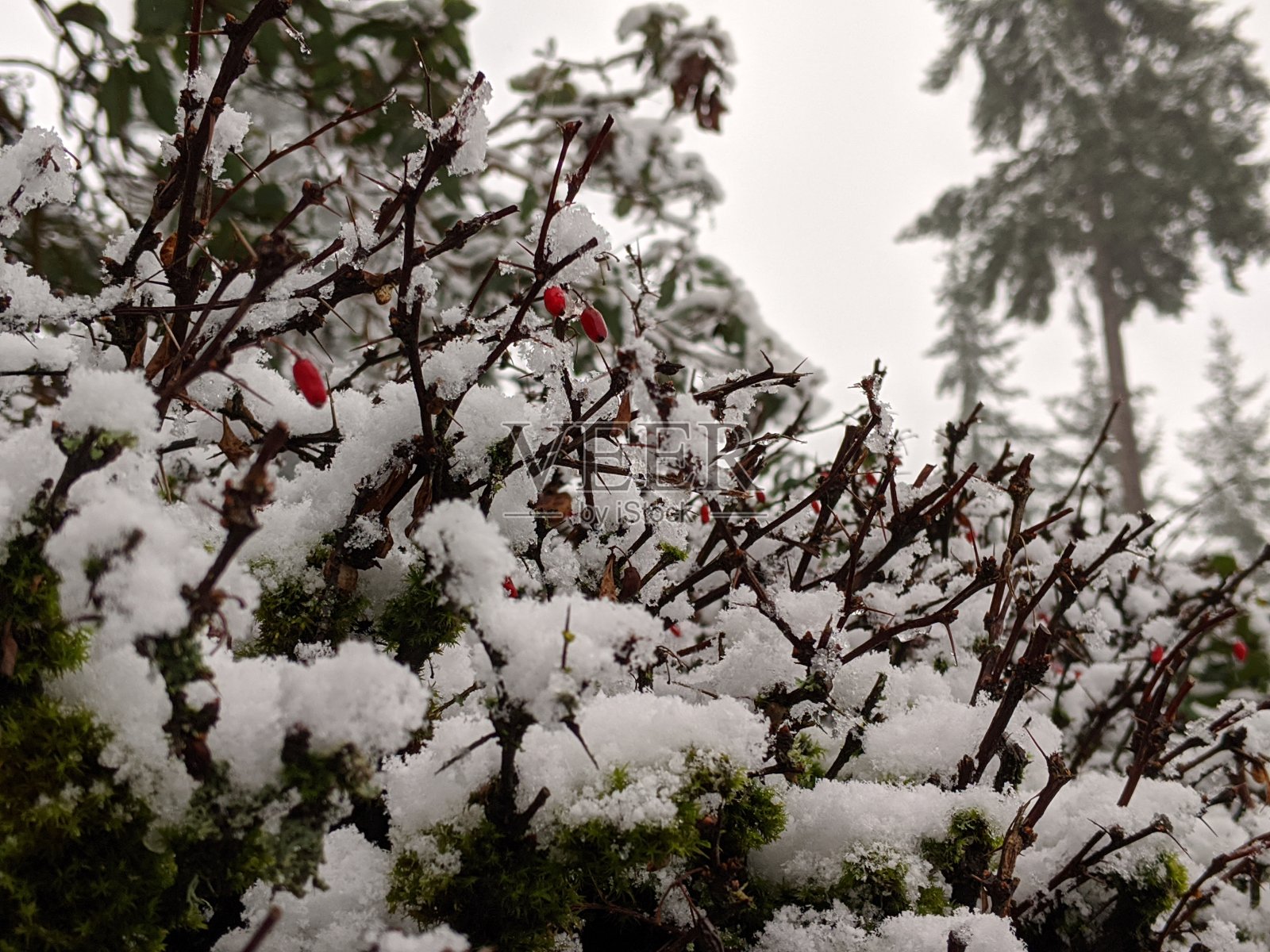 冬天的暴风雪过后，浆果和外面绿色灌木丛上的新鲜白雪形成了鲜明的对比照片摄影图片