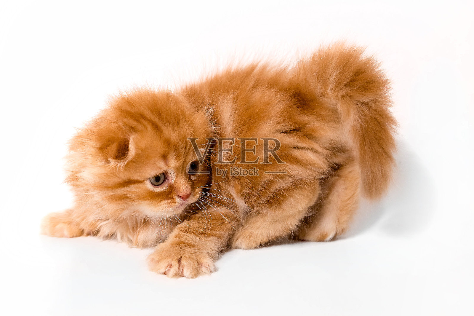 黄色小猫苏格兰猫在白色的背景照片摄影图片