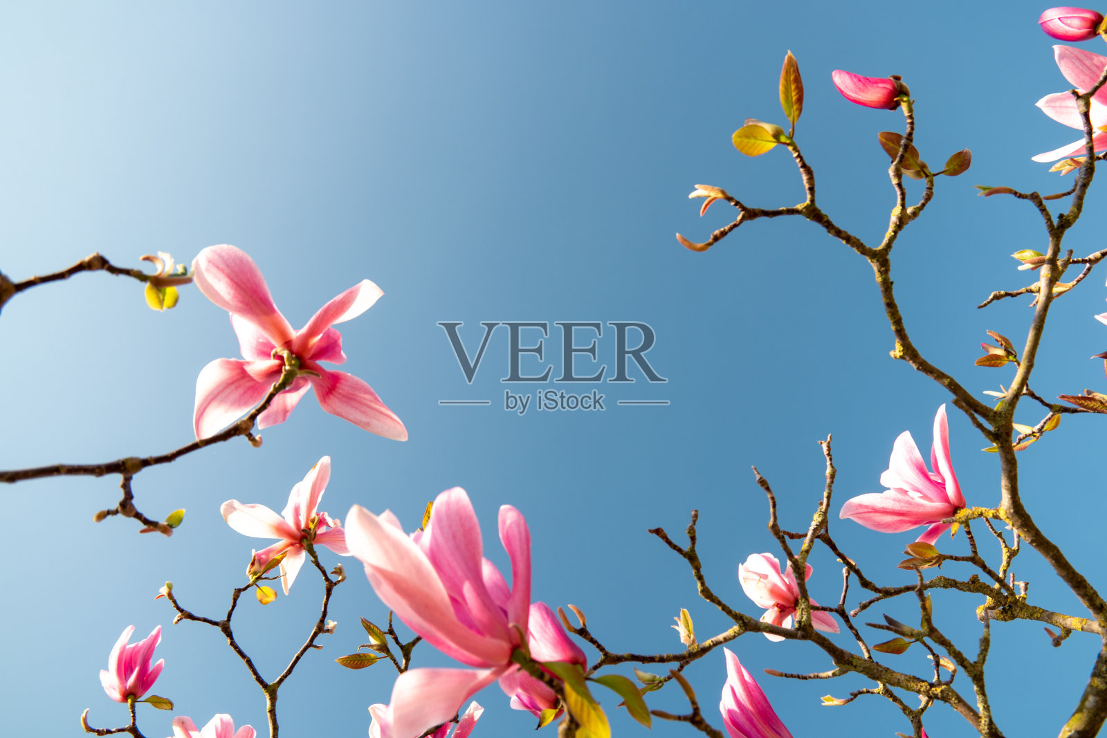 春天开花树在荷兰的春天季节，在树上开花照片摄影图片