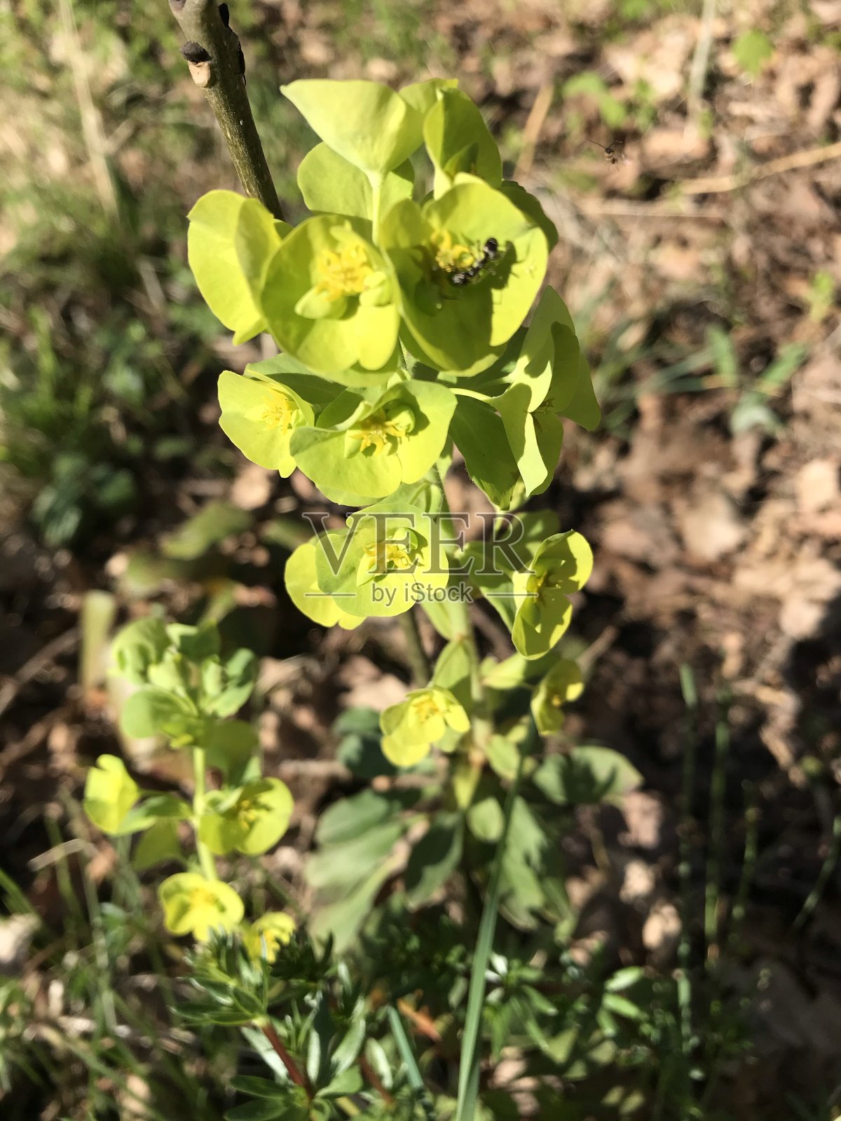 自然美照片摄影图片