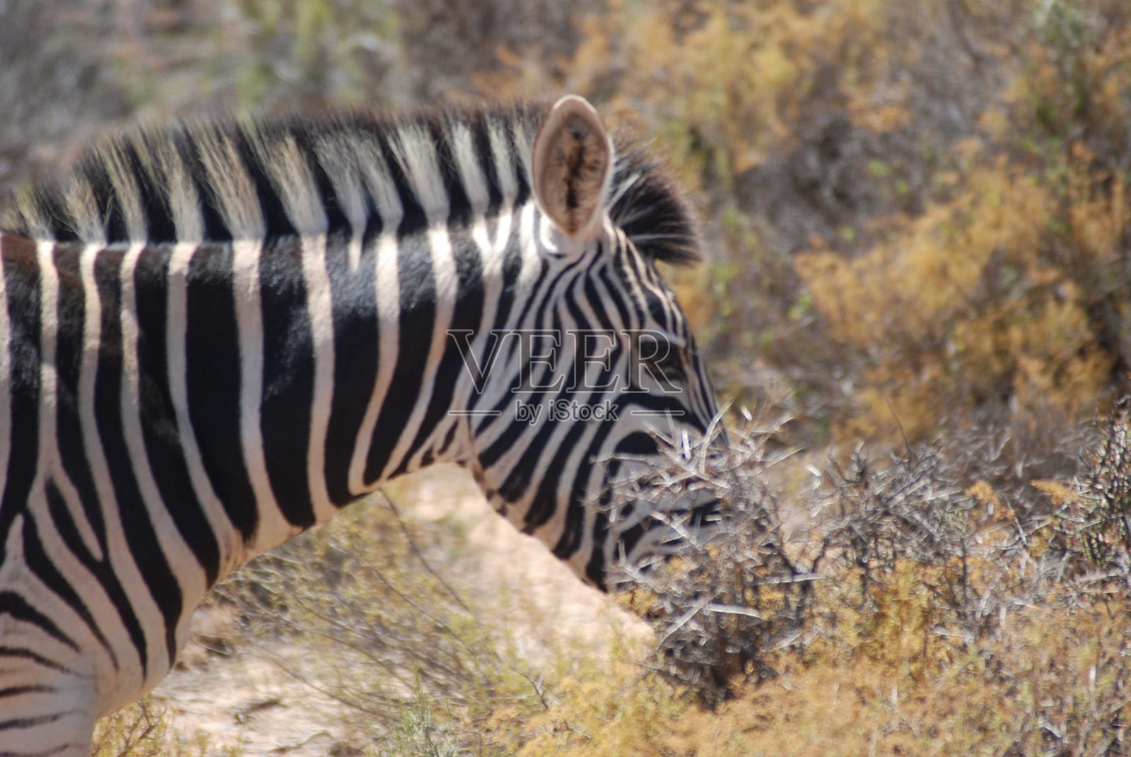 我的非洲狩猎照片摄影图片