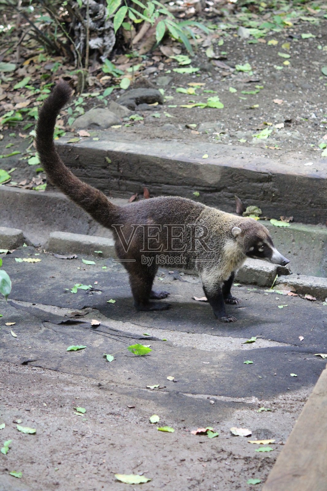 Gamboa动物照片摄影图片