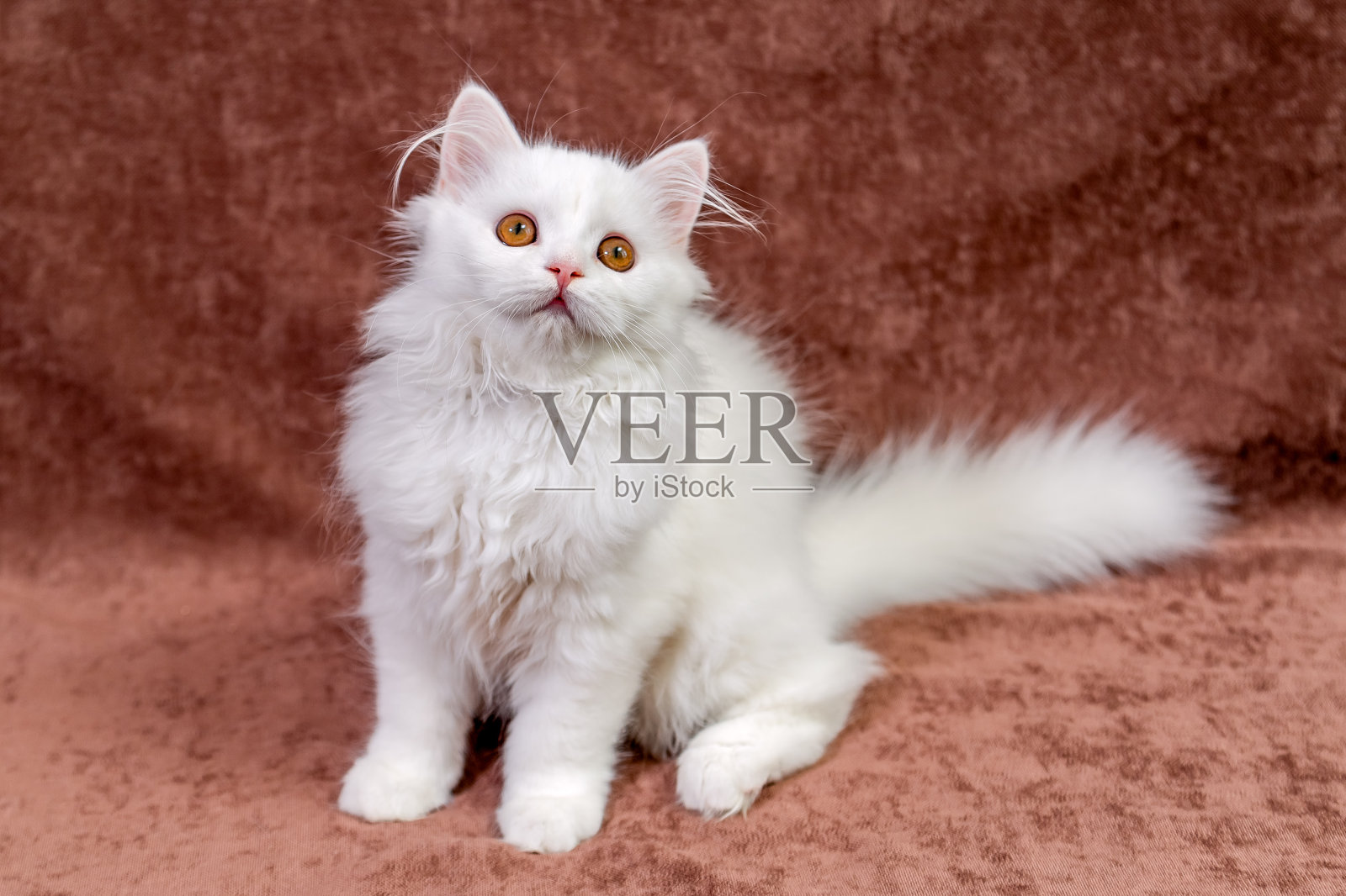 苏格兰白猫，有多种颜色的眼睛照片摄影图片