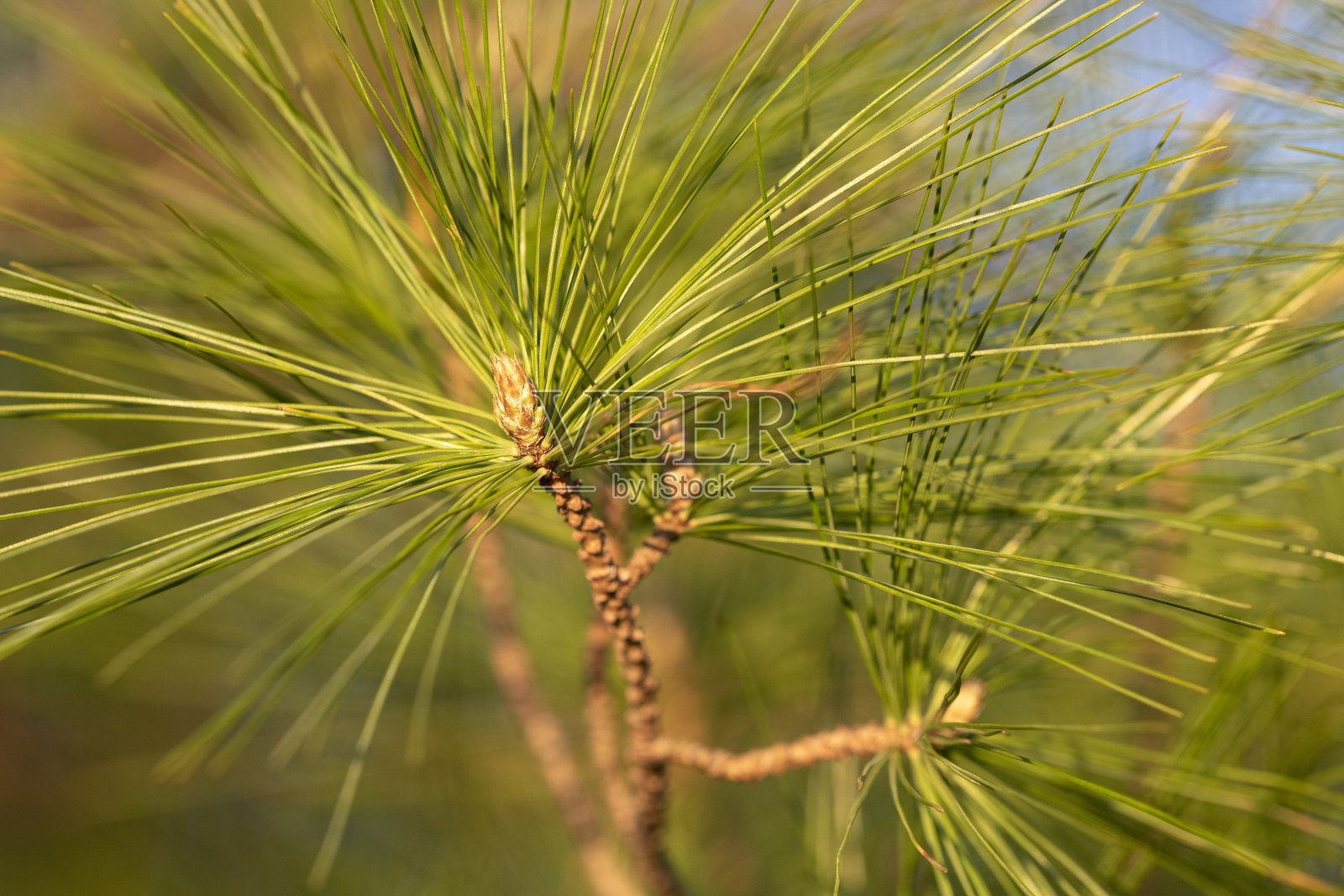 松树针照片摄影图片