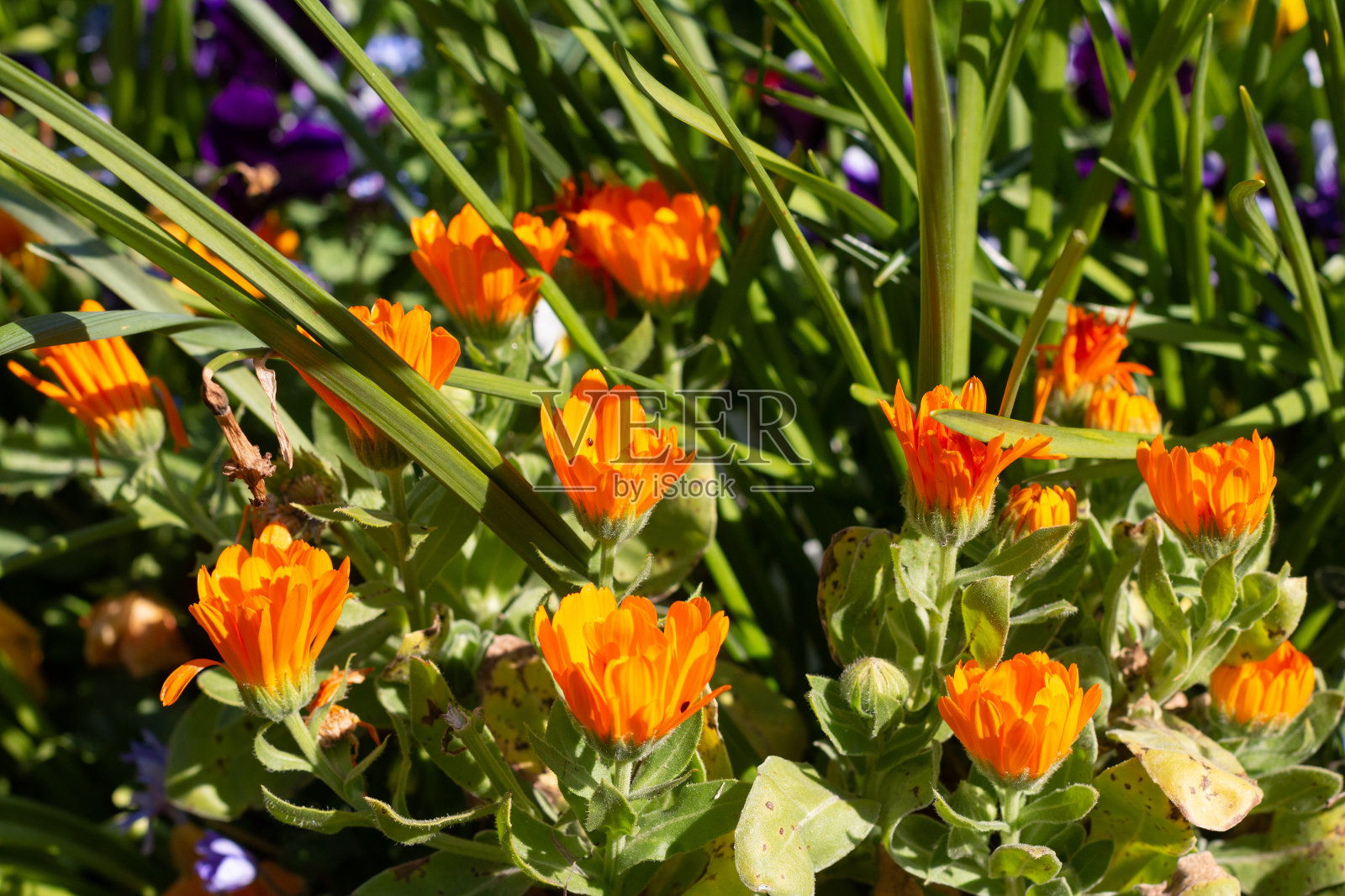 卡伦杜拉在英格兰艾恩斯福德照片摄影图片