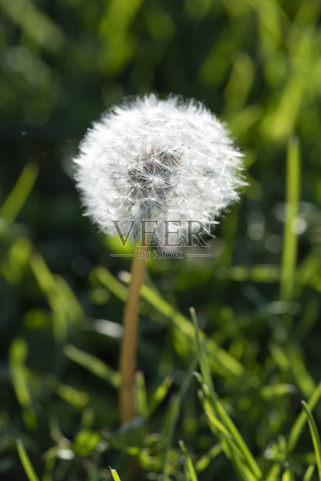 蒲公英照片摄影图片