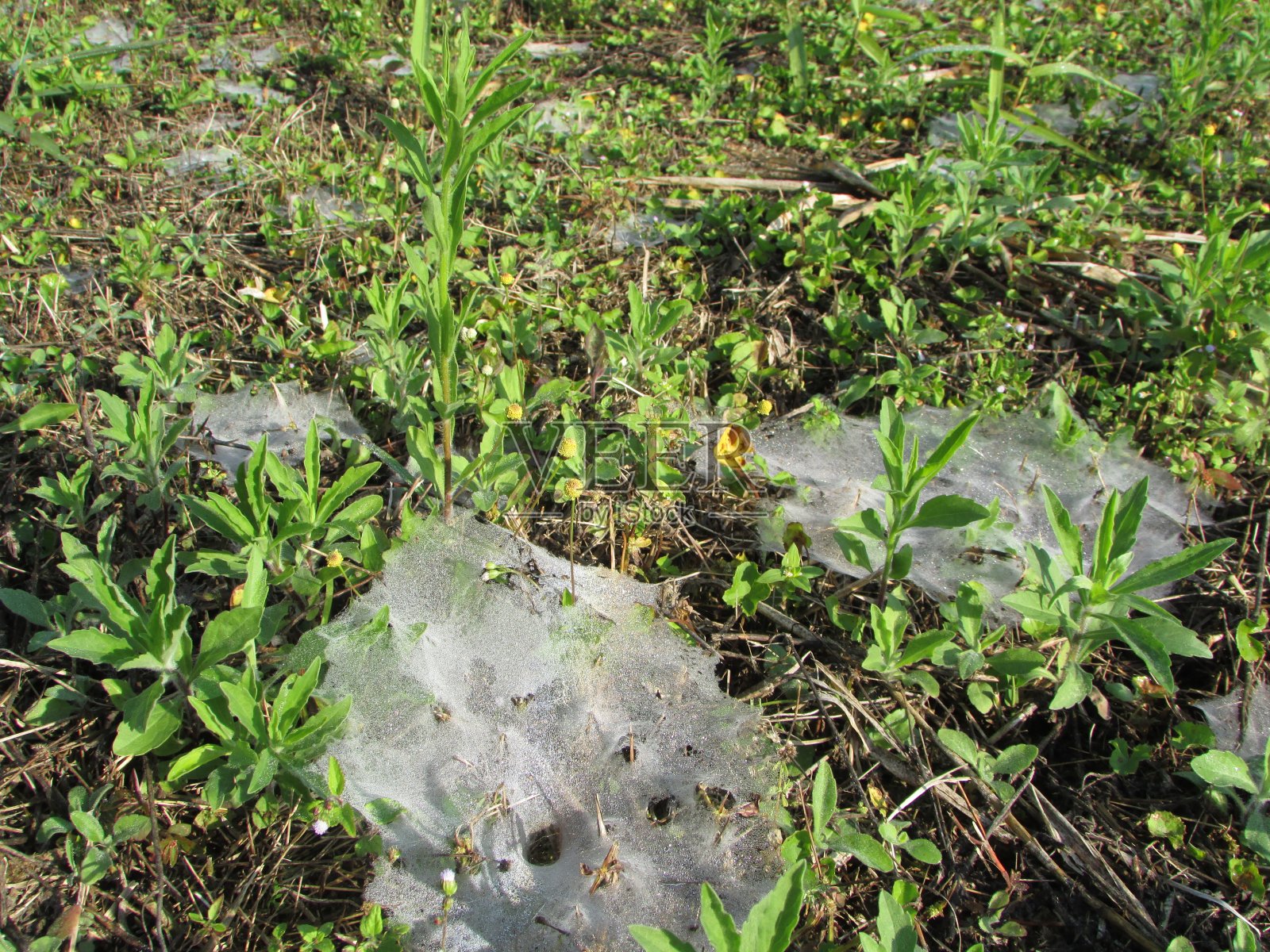 泰国清岛野生动物保护区及国家公园照片摄影图片