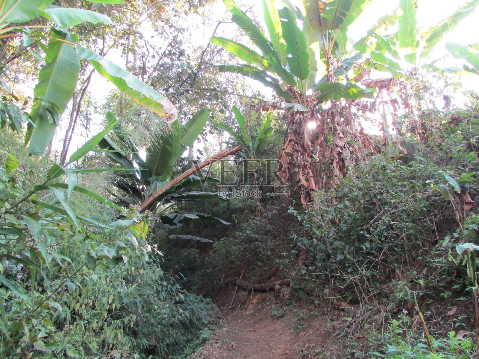 泰国清岛野生动物保护区及国家公园照片摄影图片