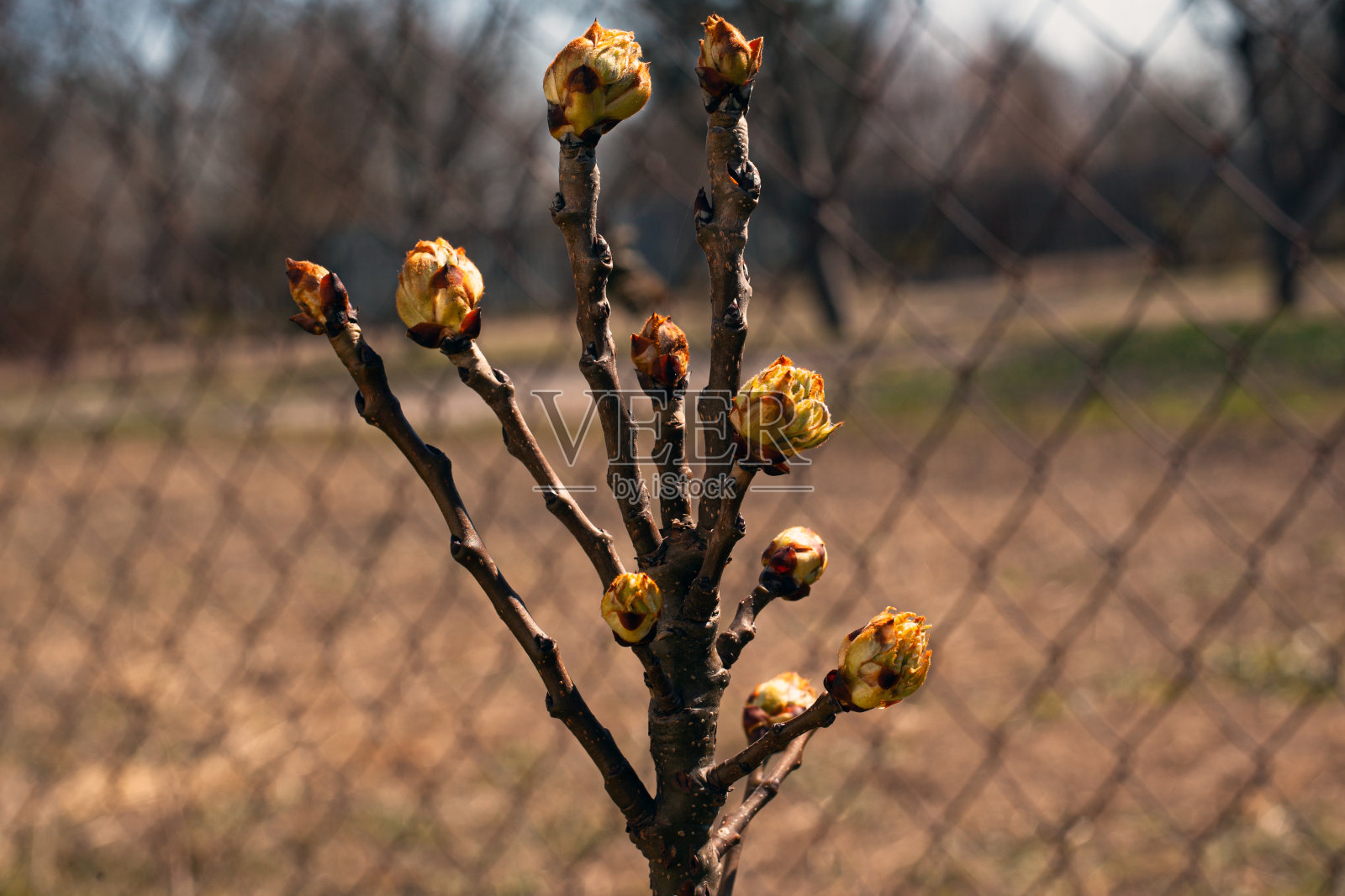 幼小的梨树开出春天的叶子 特写镜头照片摄影图片