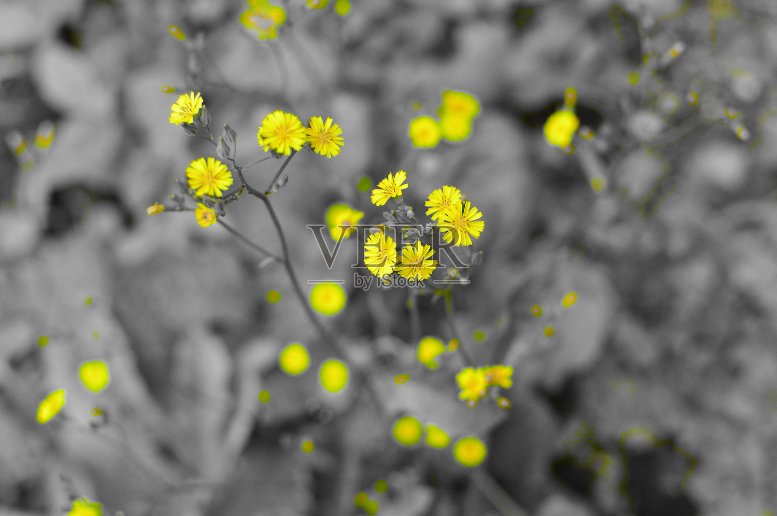 黄色的花照片摄影图片