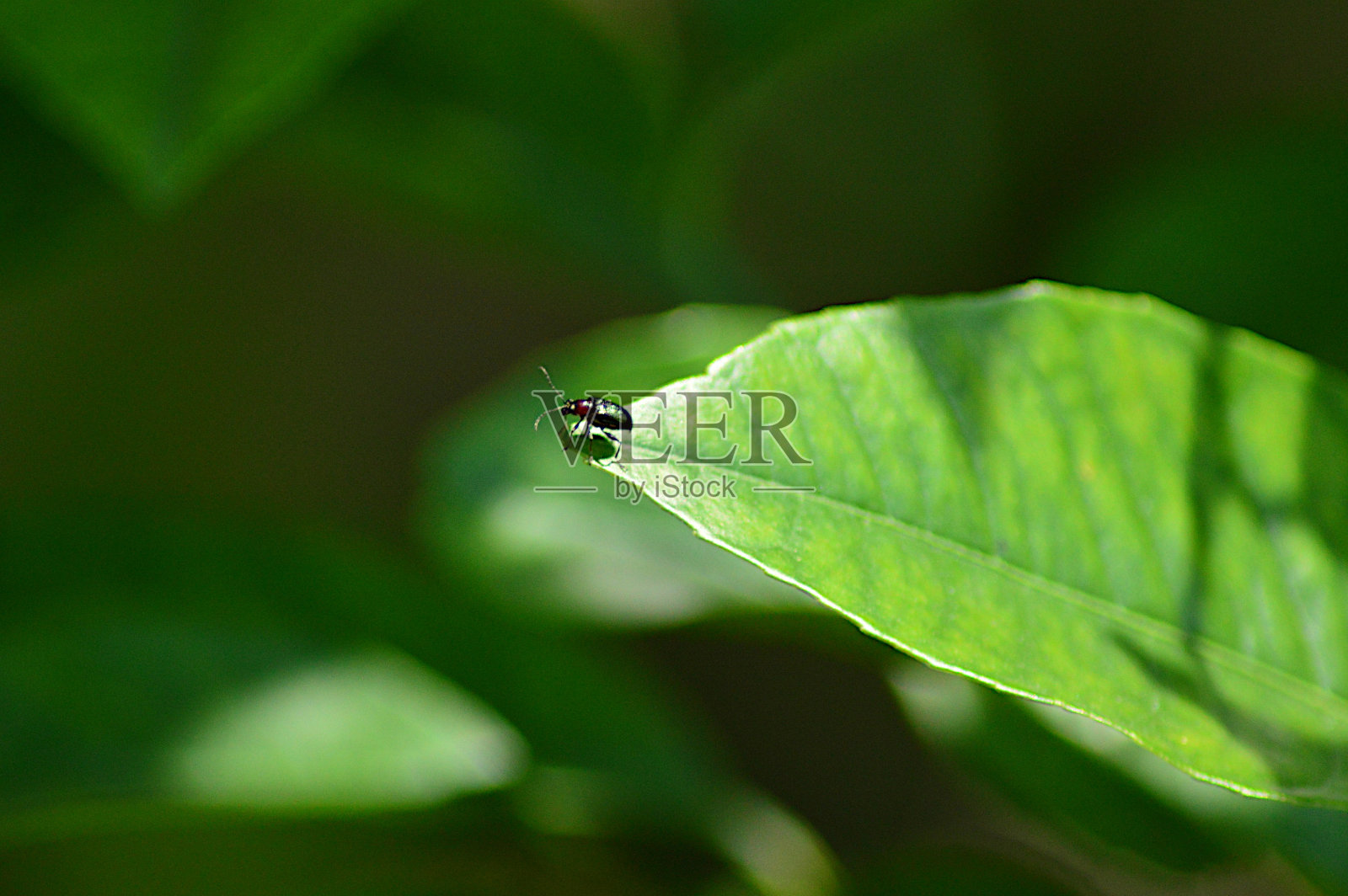 叶尖上的小昆虫照片摄影图片