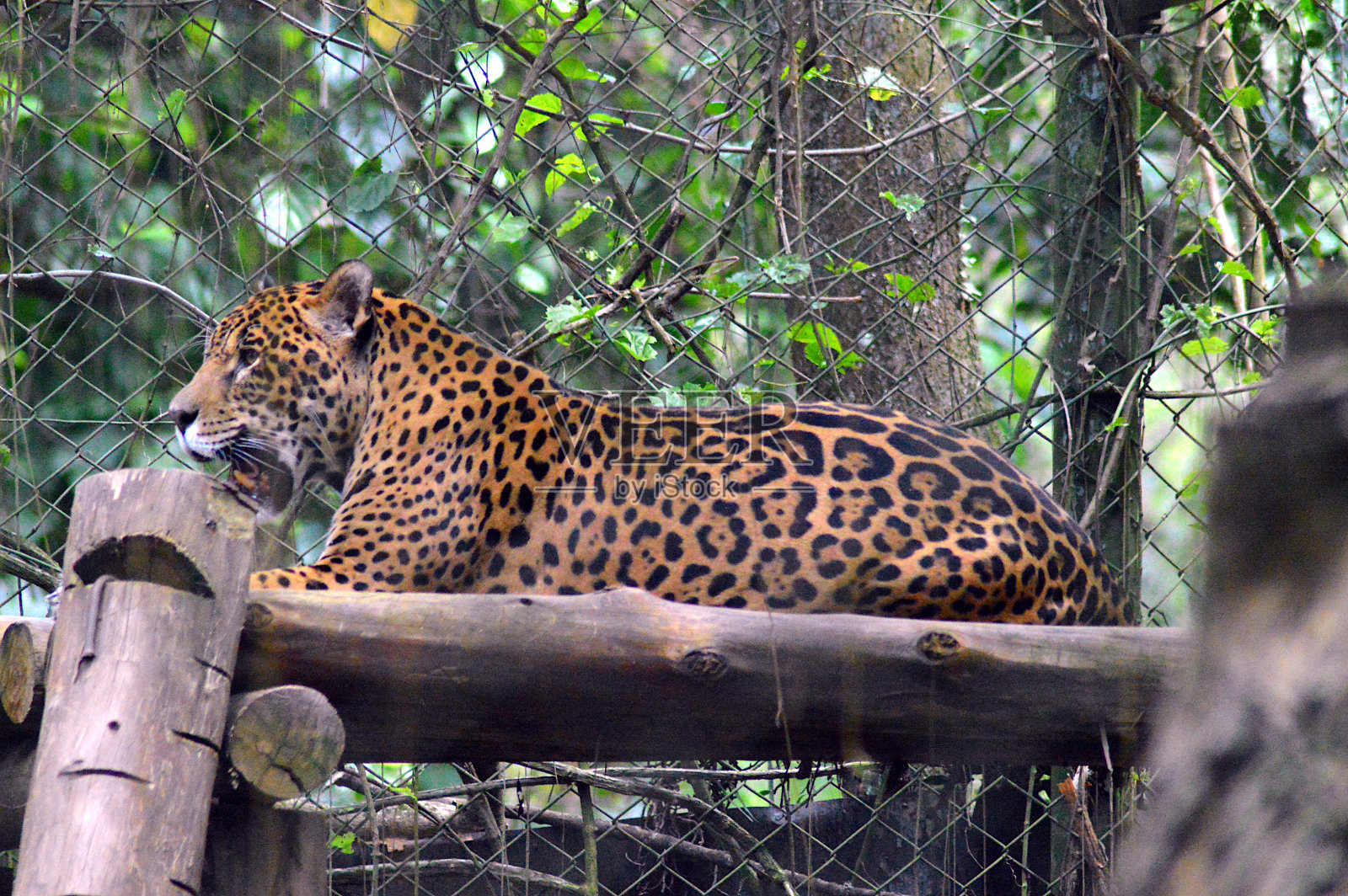 捷豹照片摄影图片