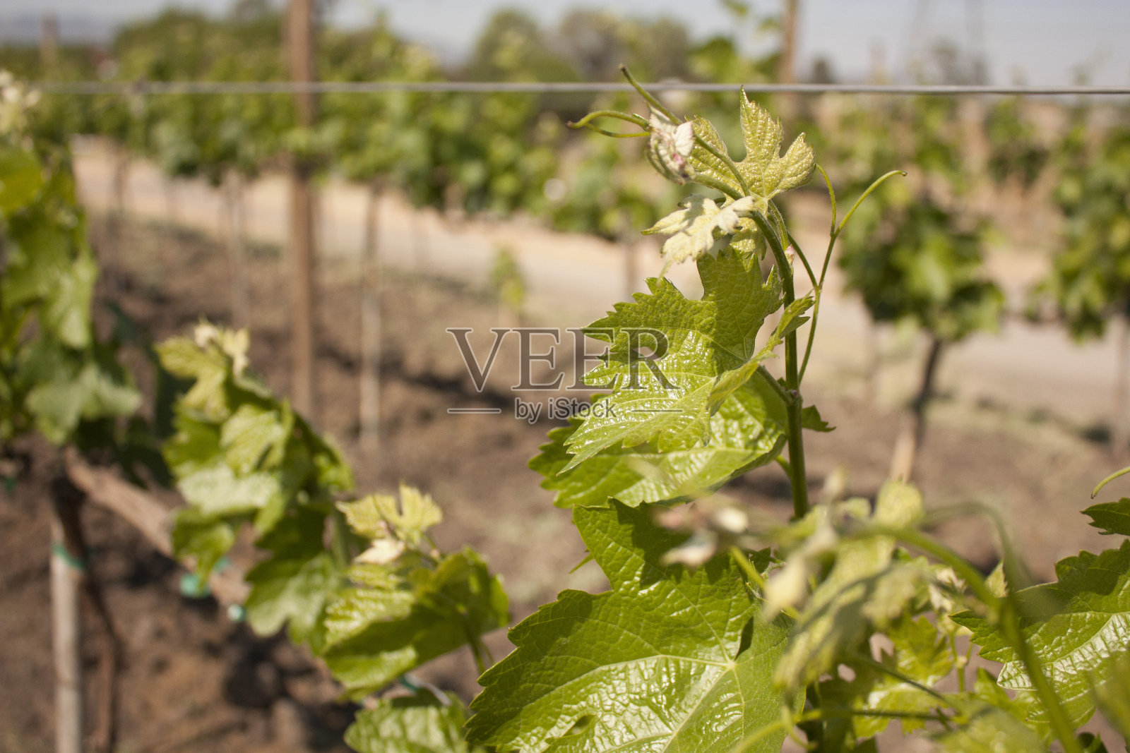 克雷塔罗市农业区犁地圈照片摄影图片