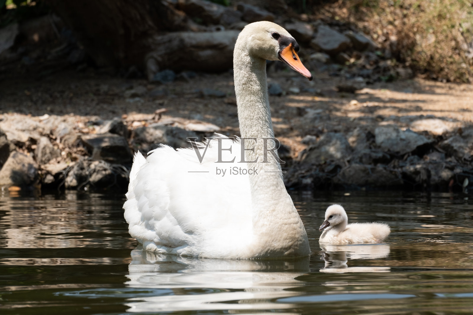 天鹅照片摄影图片