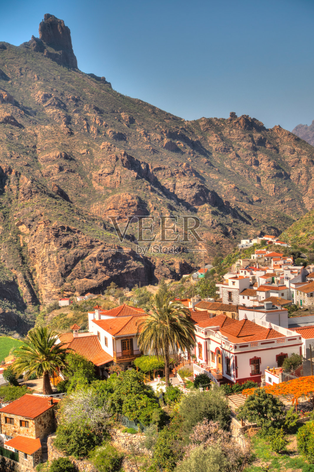 中断，大金丝雀照片摄影图片