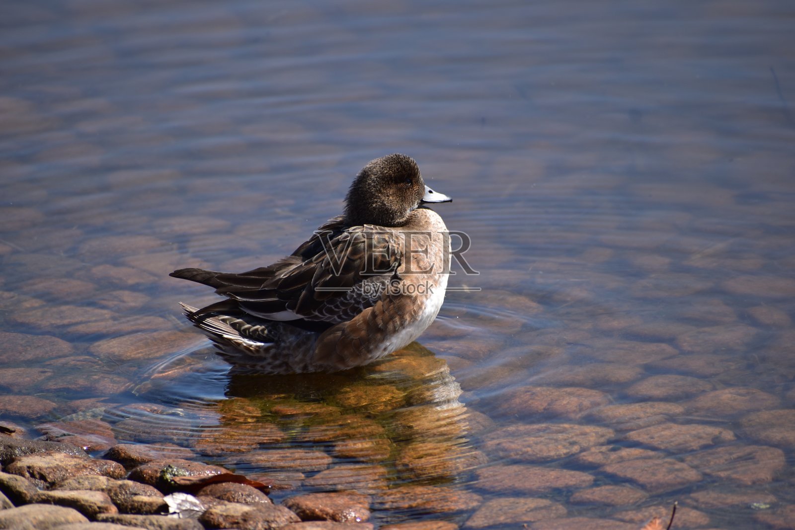 野鸭照片摄影图片