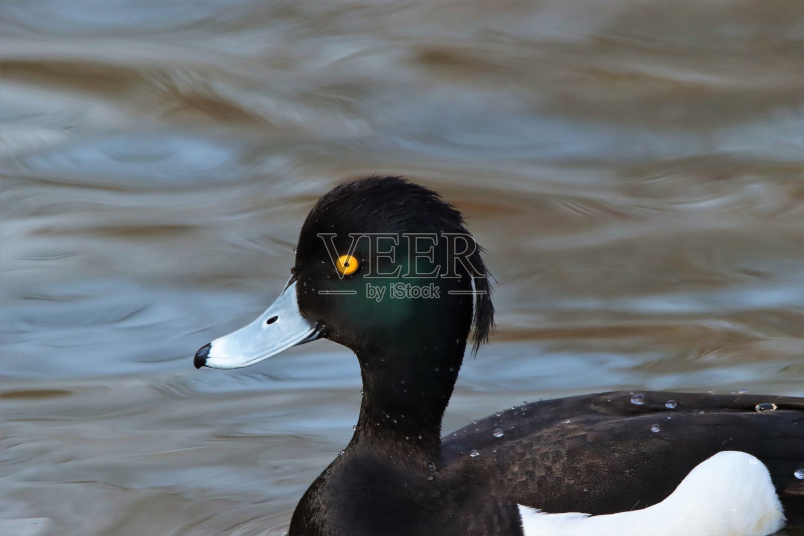 雄性簇毛鸭，Aythya fuligula，特写照片摄影图片