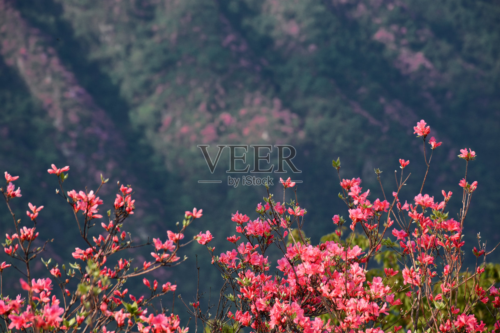 自然背景上的杜鹃花照片摄影图片