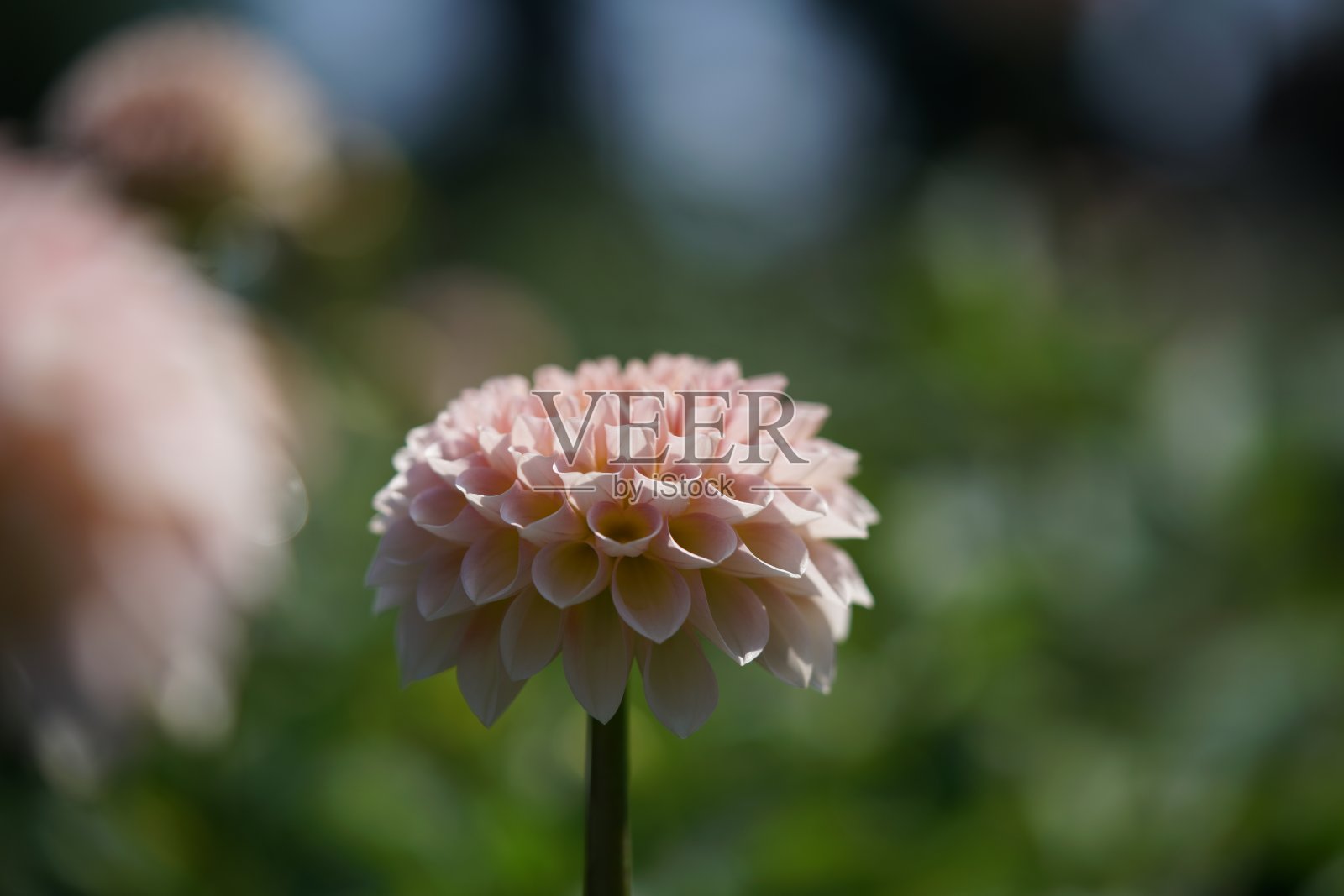 大丽花-淡粉色照片摄影图片