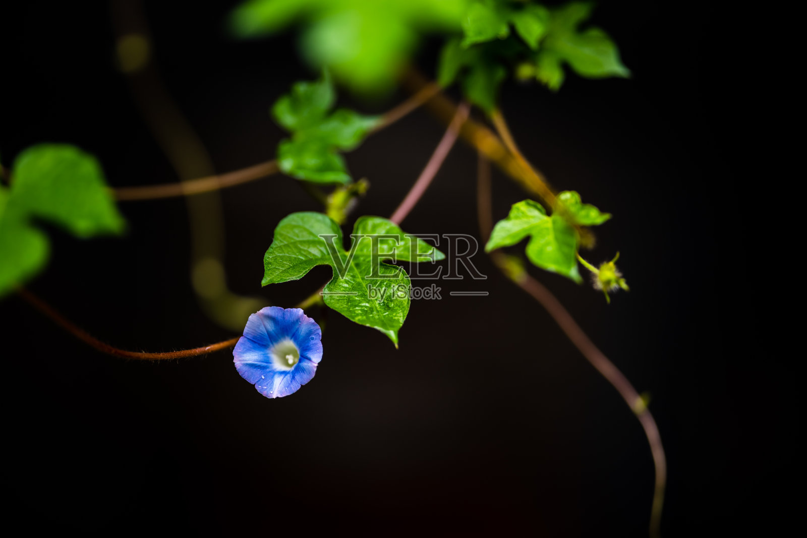 牵牛花盛开照片摄影图片