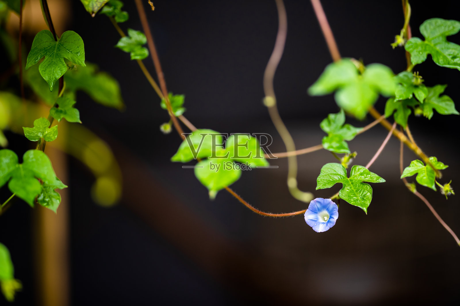牵牛花盛开照片摄影图片
