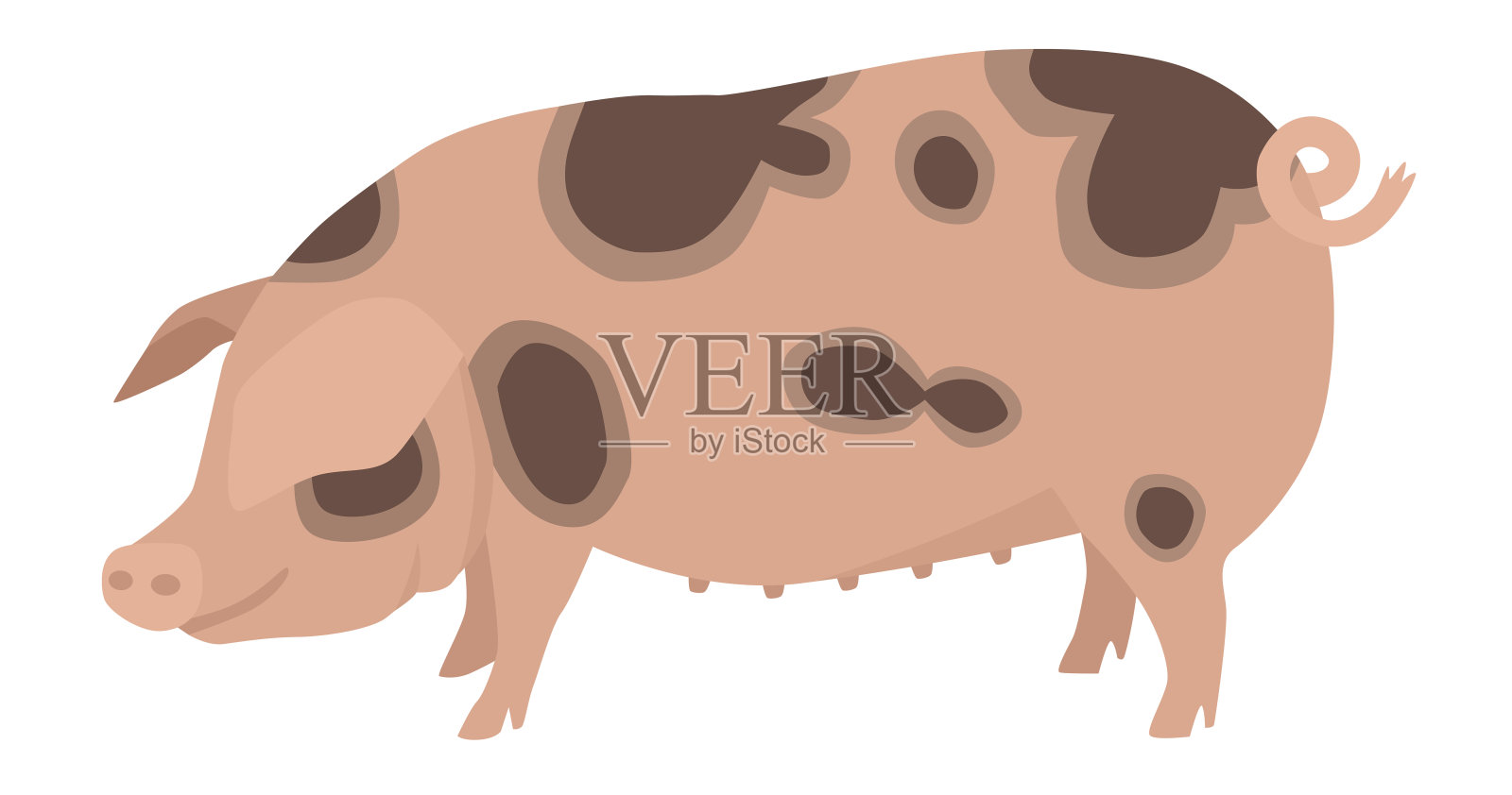 养殖今天格洛斯特郡家猪老斑点品种病媒插图孤立对象插画图片素材