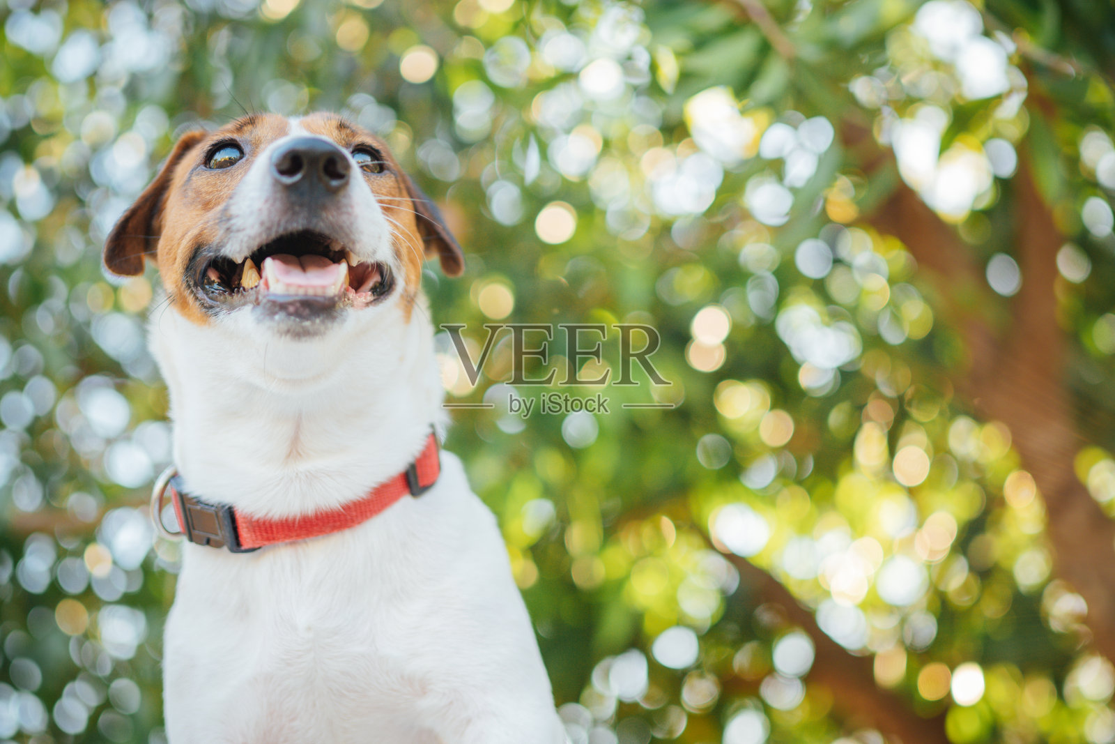 小有趣的杰克罗素梗宠物狗喜欢在夏天的外面宠物喜欢在夏天的外面照片摄影图片