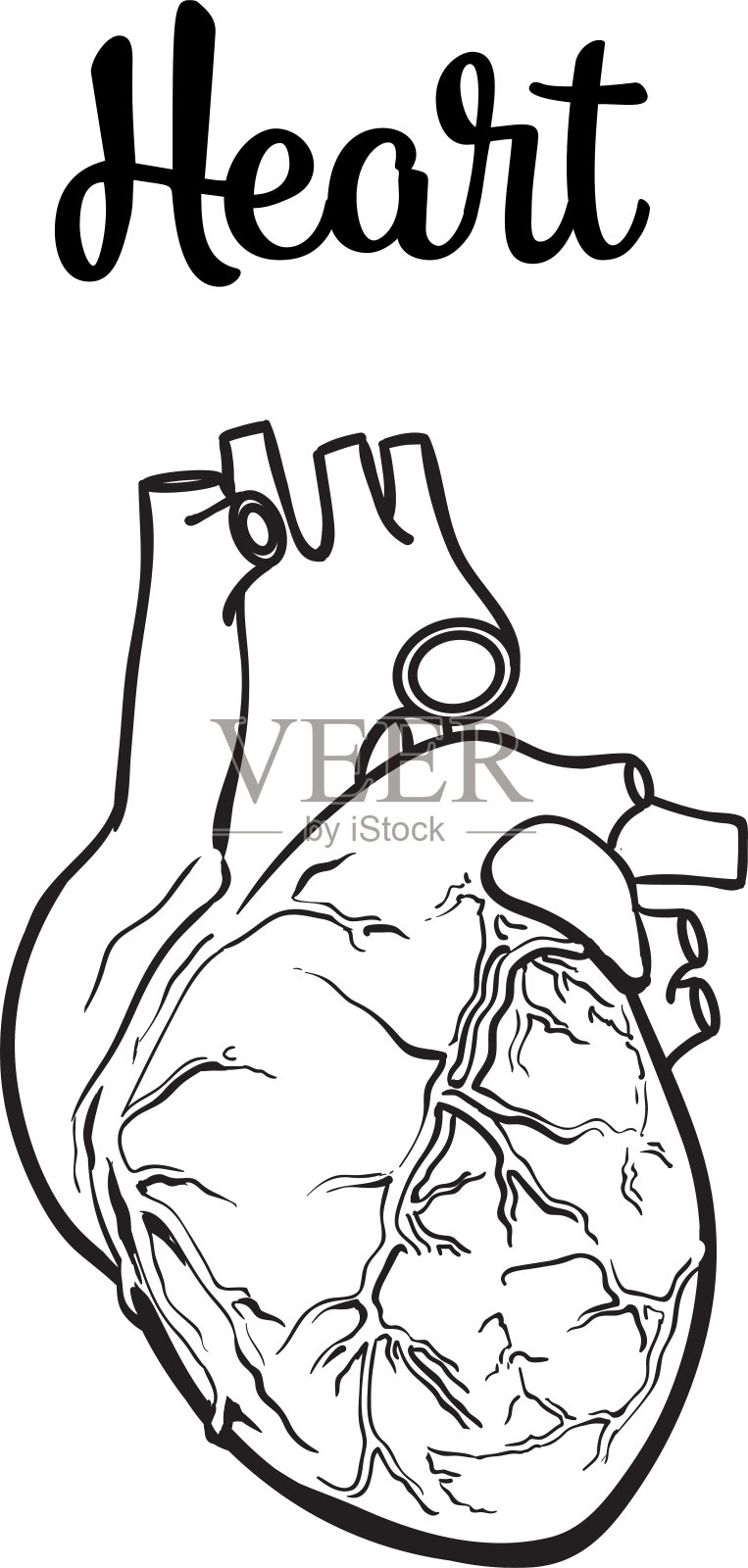 解剖人类心脏设计元素图片