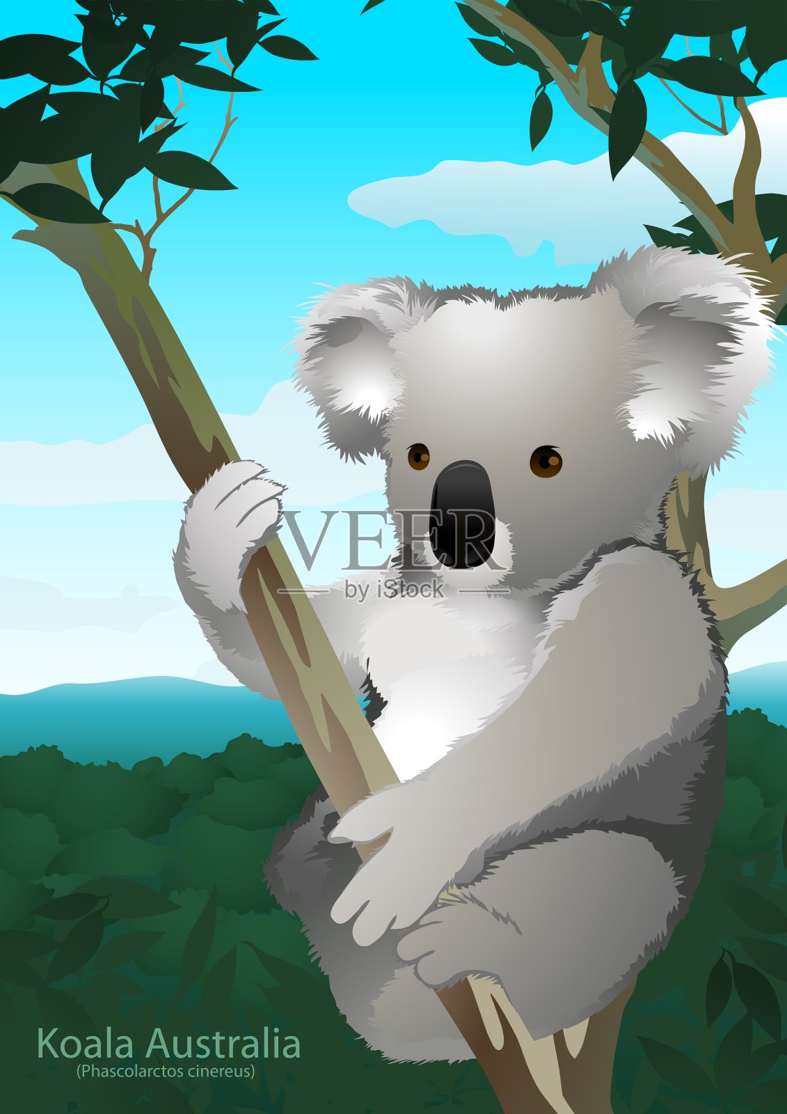 考拉坐在澳大利亚的一棵桉树上插画图片素材