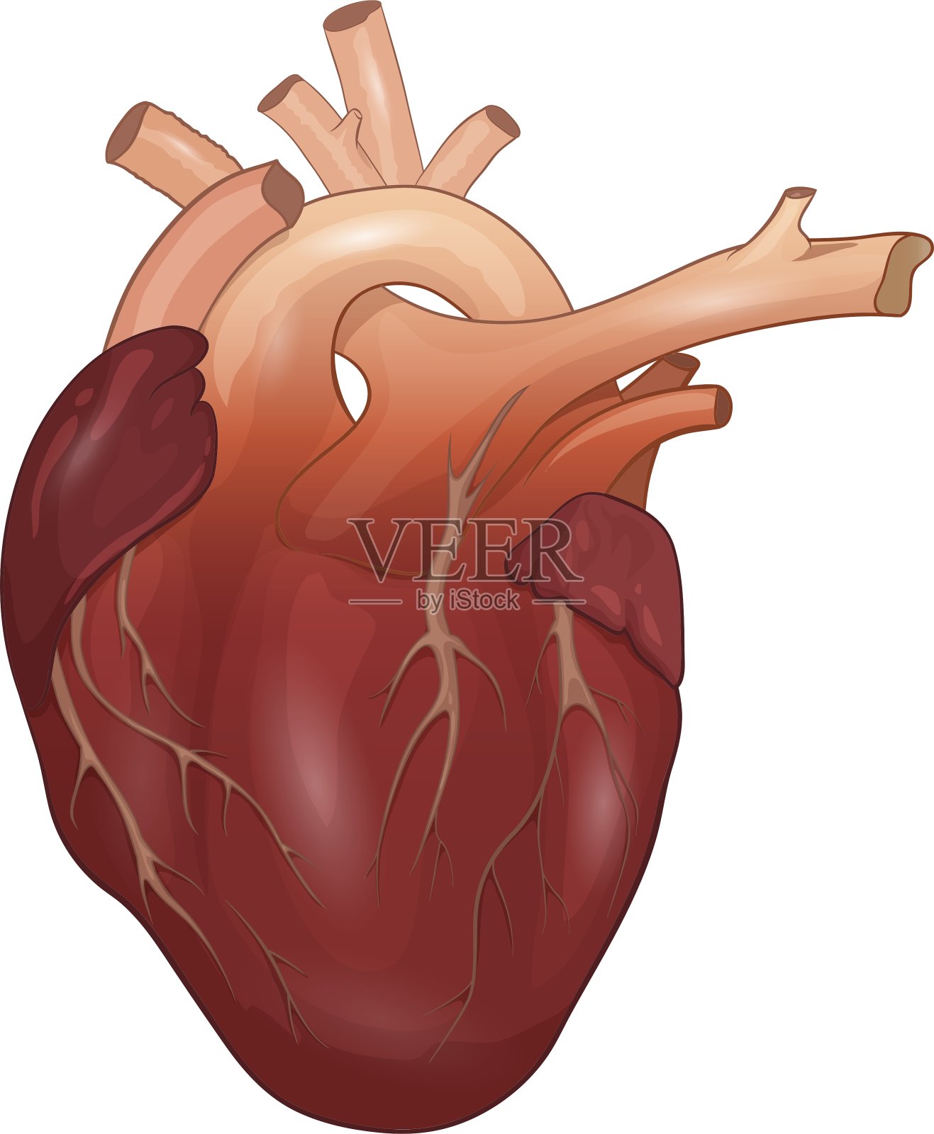 人类的心脏插画图片素材