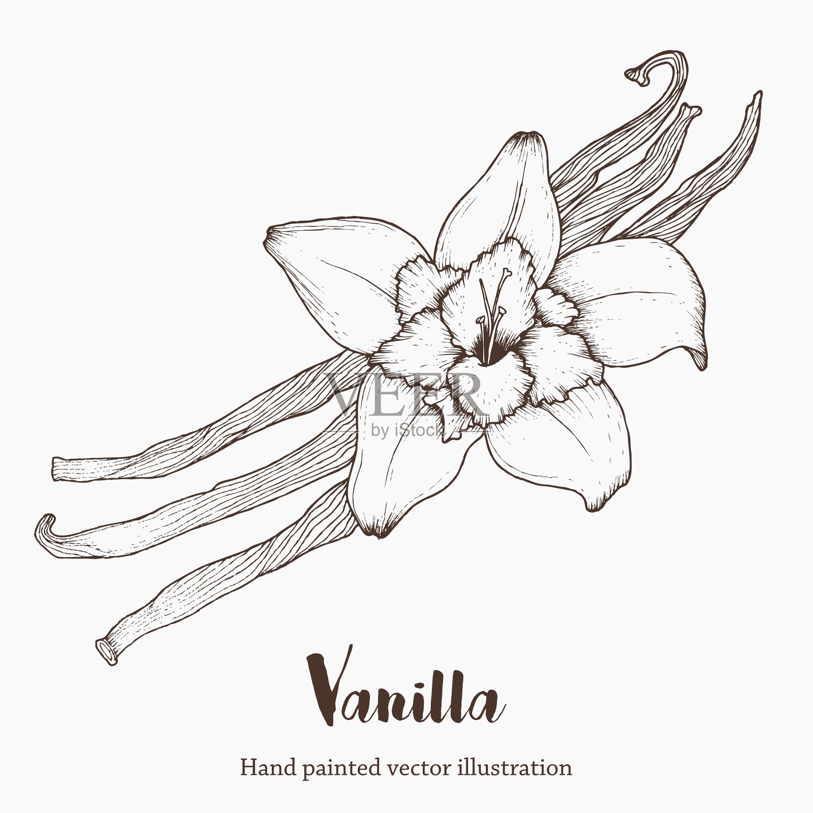 香草植物插画图片素材