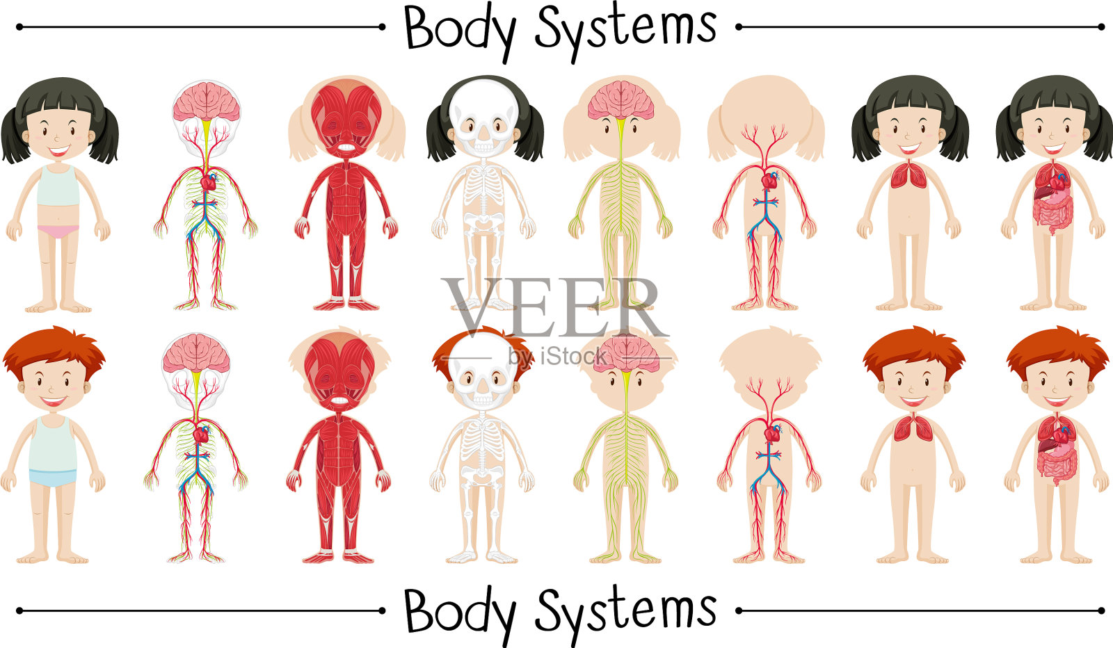 男孩和女孩的身体系统插画图片素材