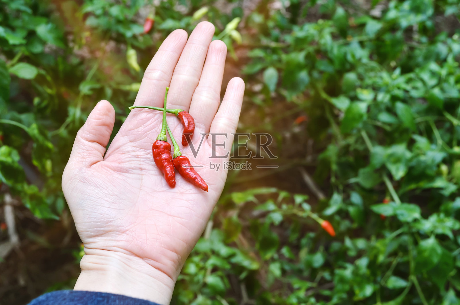 手捧红辣椒在泰国的有机农场，辛辣的食物照片摄影图片