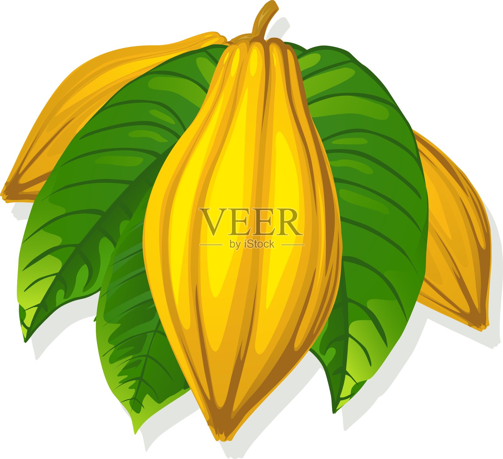 可可豆荚和叶子插画图片素材