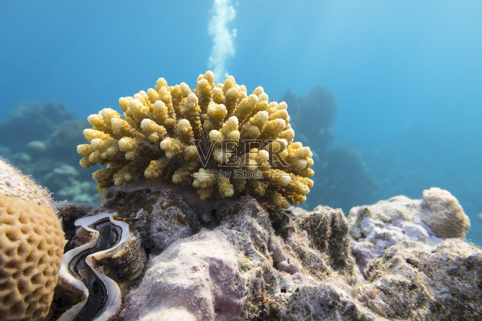 热带海域彩色珊瑚礁，海底景观照片摄影图片