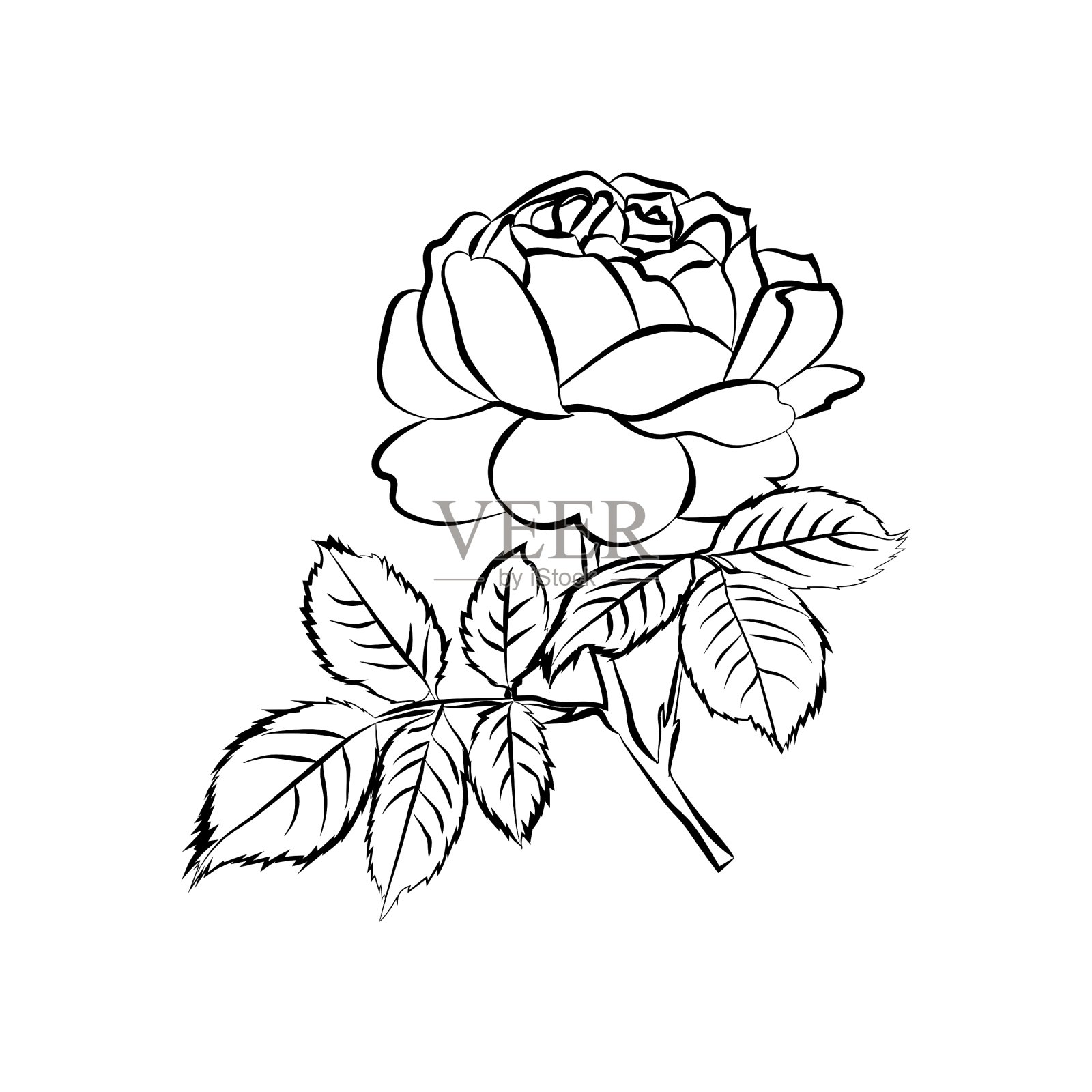 白色背景上的玫瑰素描设计元素图片