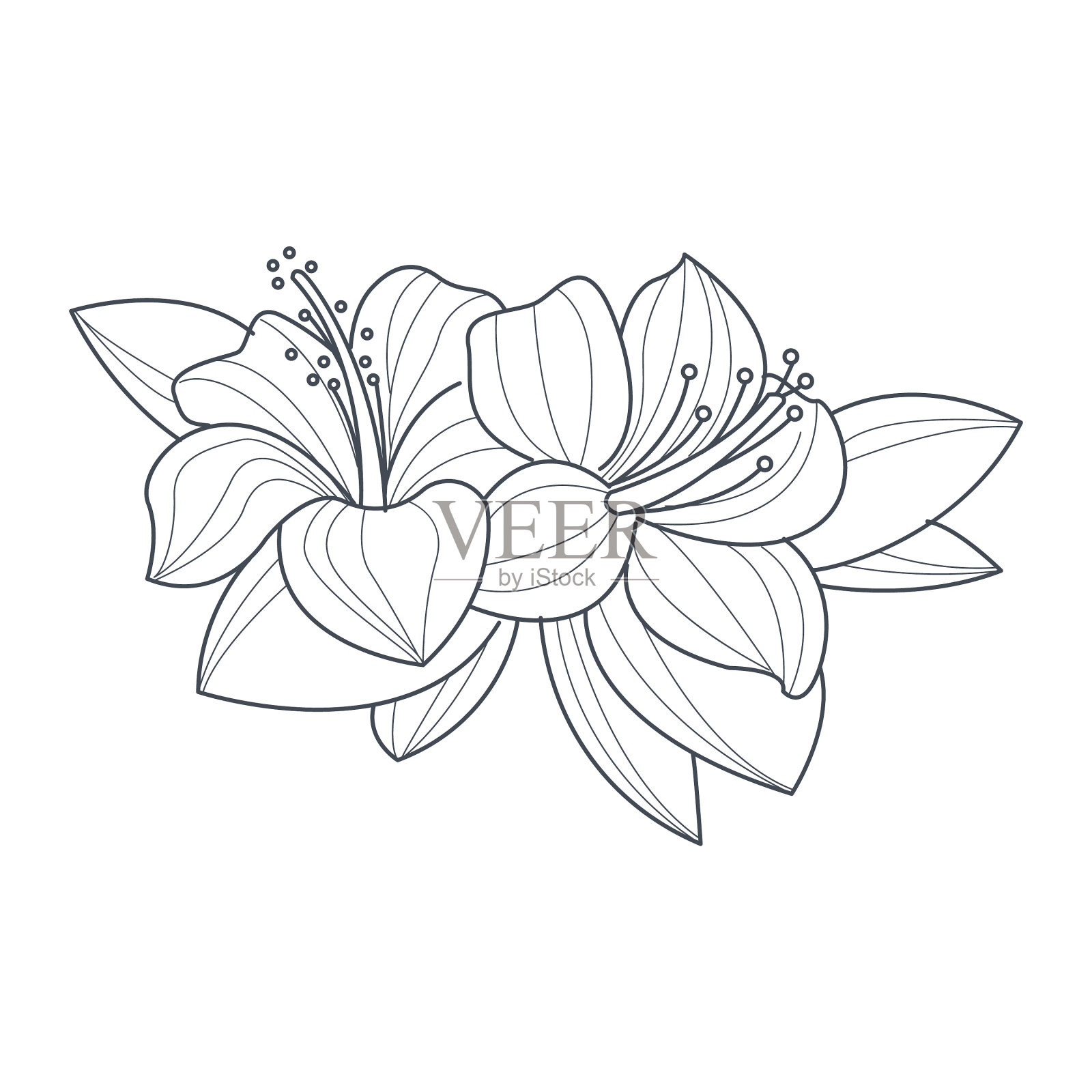 芙蓉花单色着色画设计元素图片