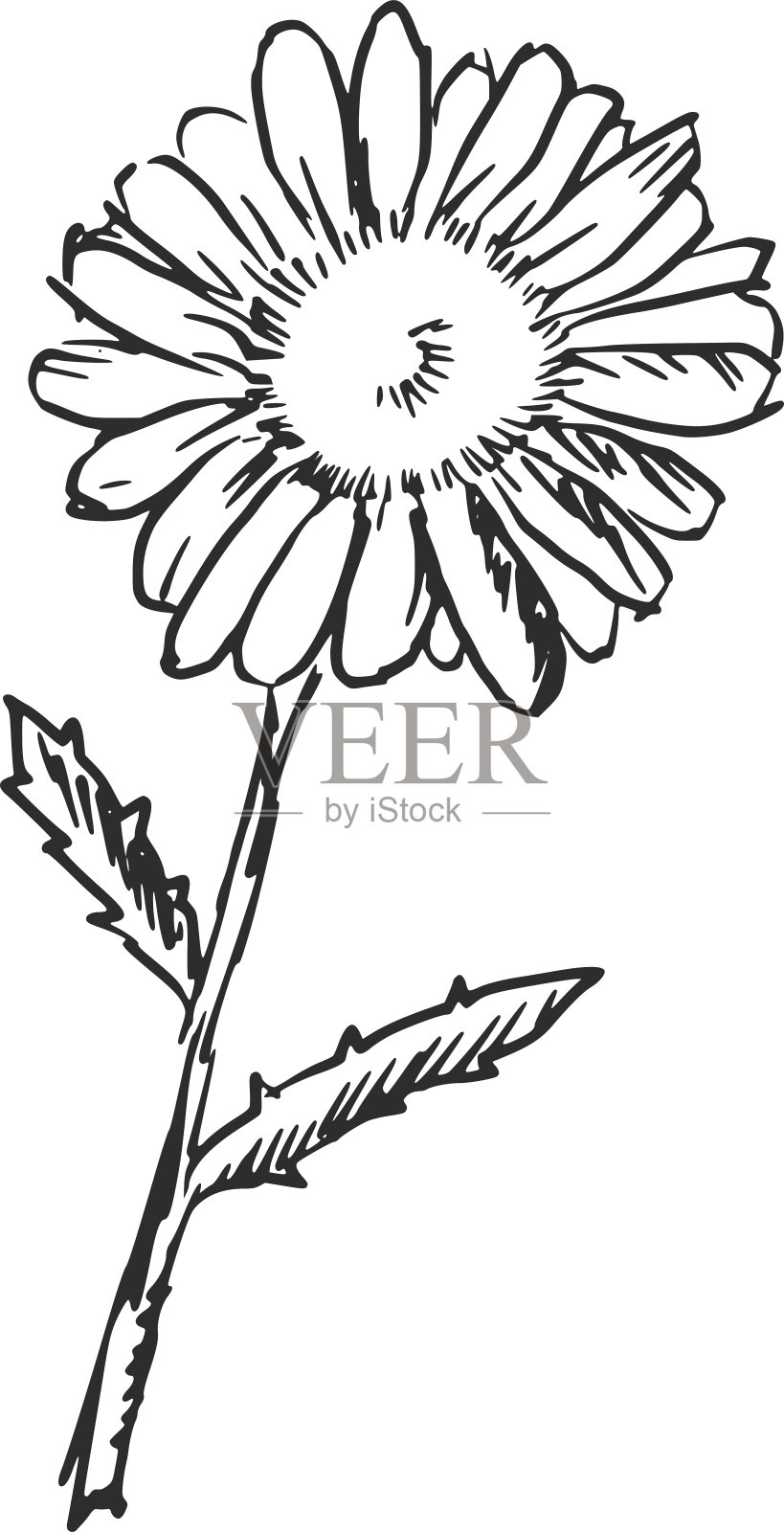 洋甘菊设计元素图片