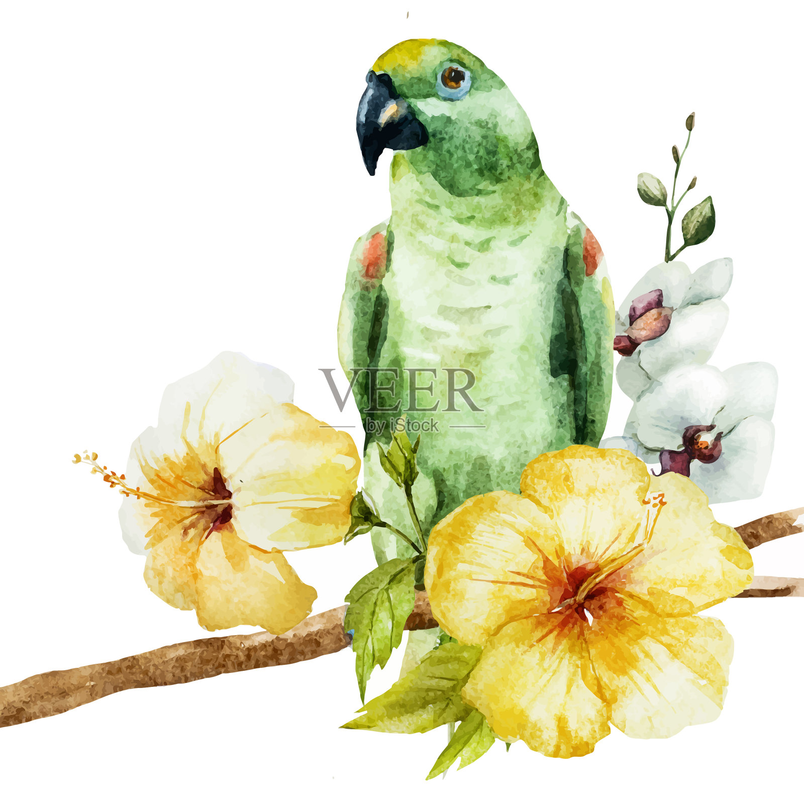 水彩的鹦鹉设计元素图片