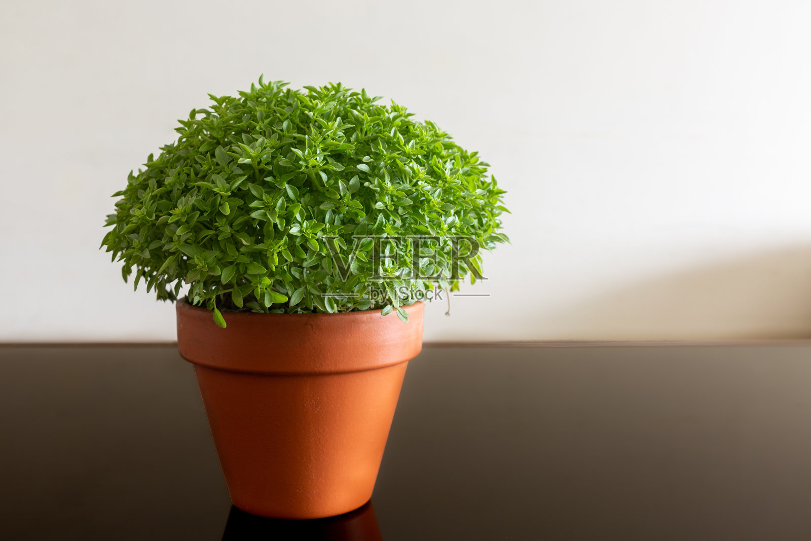 曼杰里科照片摄影图片