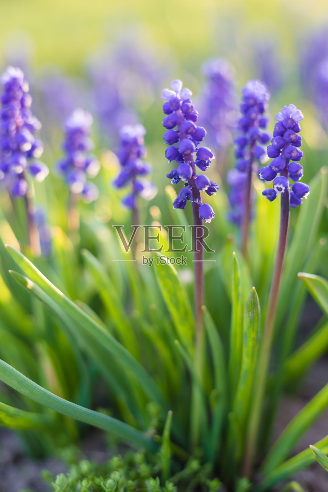 在春天阳光明媚的花园里。美丽的花园的花。春天盛开的。照片摄影图片