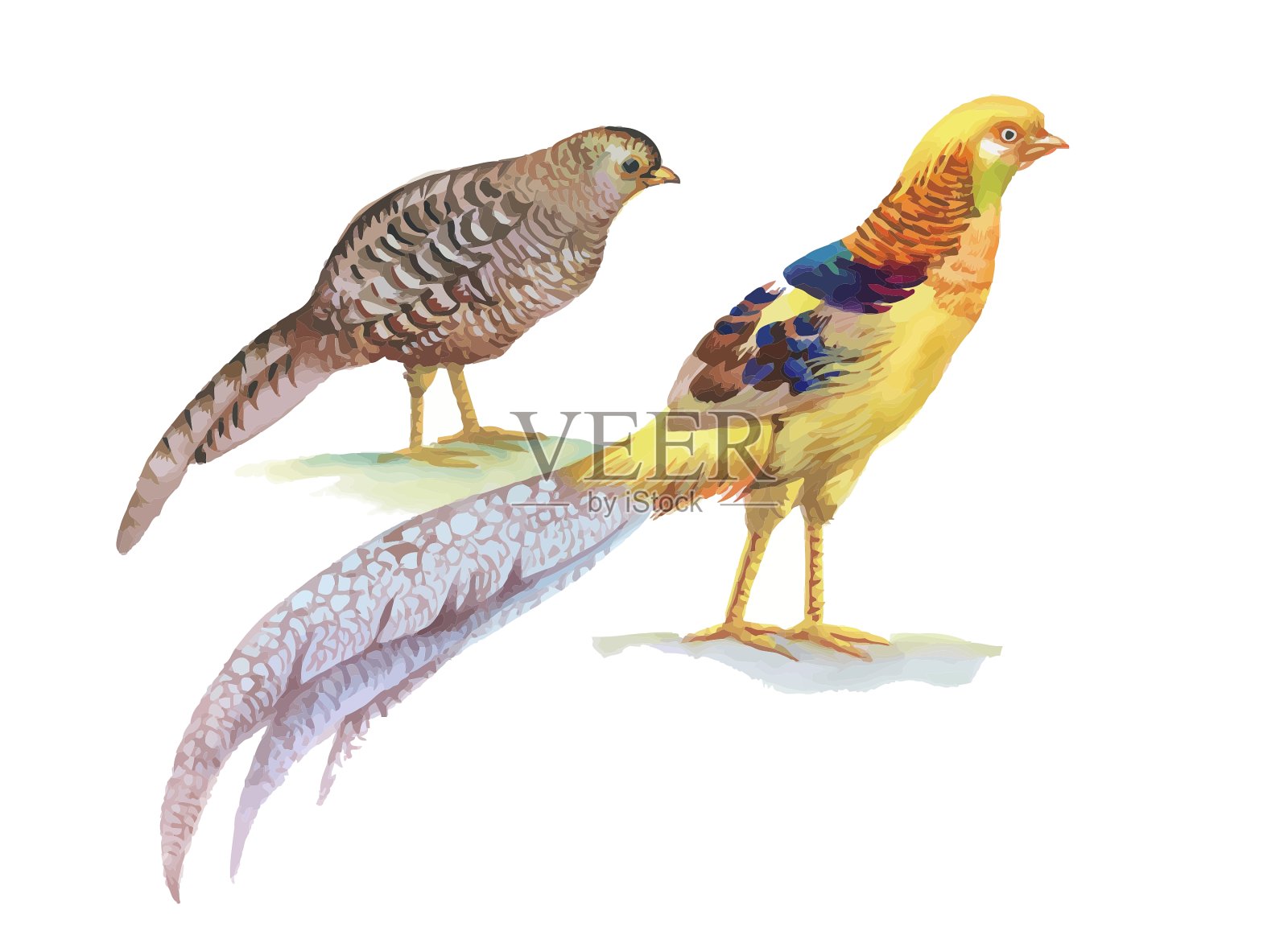 手绘野鸡在草和花设计元素图片