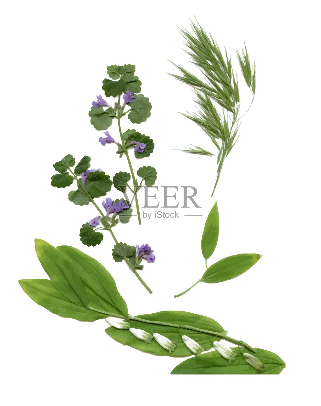 干燥植物标本室植物的花和叶设计元素图片