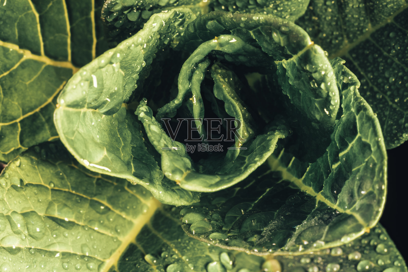 靠近美丽的新鲜生长的绿叶，图案背景设计。微距摄影的看法。照片摄影图片