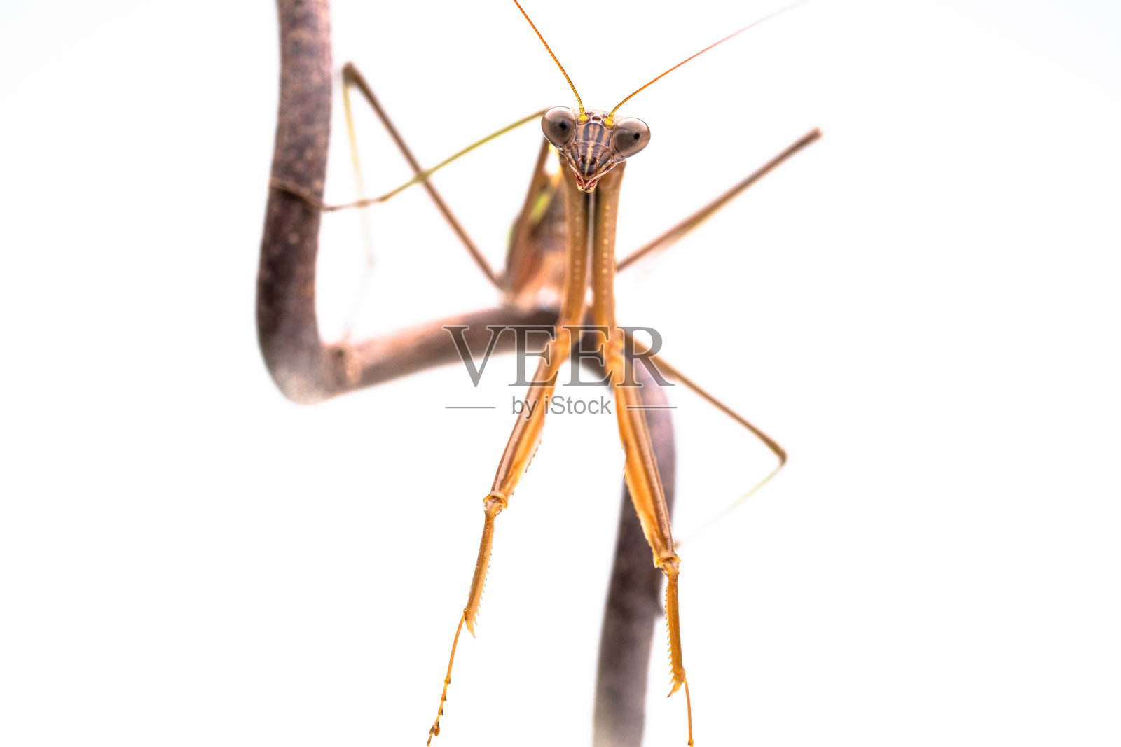 螳螂照片摄影图片